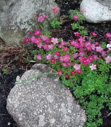 Сasa de vacaciones La Espiga *